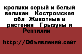 кролики серый и белый великан - Костромская обл. Животные и растения » Грызуны и Рептилии   